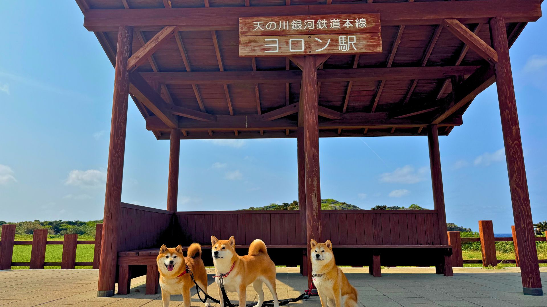 柴犬と楽しむ全国旅行ガイド